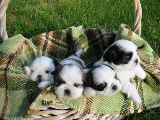 Shih+tzu+puppies+for+adoption+in+north+carolina